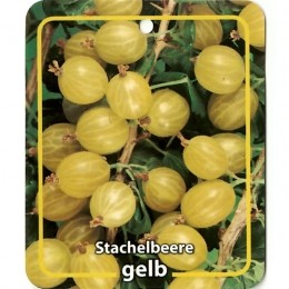 RibusUva-CrispaStachelbeereGelb-Oosterikhome