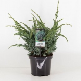 Juniperussquamatameyeri-Warentuinnatuurlijk