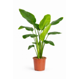 OutletCStrelitzianicolai-Paradijsvogelplant50-70cm-WarentuinCollection