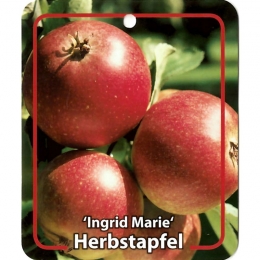 MalusDomesticaIngridMariefruitboomAppelOosterikHome-Oosterikhome