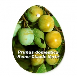 PrunusDomesticaReineClaudeVertefruitboomPruimOosterikHome-Oosterikhome