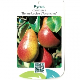 PyrusCommunisBonneLouisedAvranchesfruitboomPeerOosterikHome-Oosterikhome