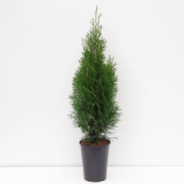 Thujaoccidentalissmaragd60-125cmConifeerWesterselevensboomWarentuinNatuurlijk-Warentuinnatuurlijk