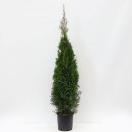 Thujaoccidentalissmaragd125-150cmConifeerWesterselevensboomWarentuinNatuurlijk-Warentuinnatuurlijk