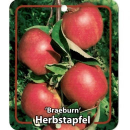 MalusDomesticaBraeburnfruitboomAppelOosterikHome-Oosterikhome