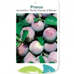 PrunusDomesticaReineClaudedAlthanfruitboomPruimOosterikHome-Oosterikhome