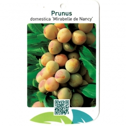 PrunusDomesticaMirabelledeNancyfruitboomPruimOosterikHome-Oosterikhome