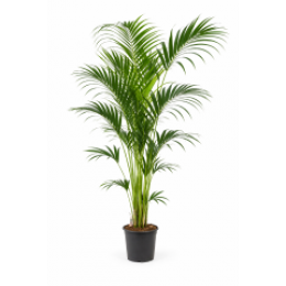 OutletDKentiapalm-Howeaforsteriana140-160cm-WarentuinCollection