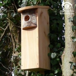Vogelhuisjespecht