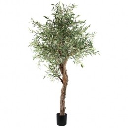 PTMDTreeGreenOliveTreeInPot210cm