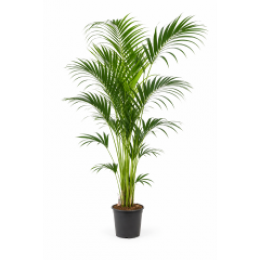OutletDKentiapalm-Howeaforsteriana140-160cm-WarentuinCollection