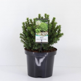 PiceaglaucaalbertaglobeConifeerWittesparWarentuinNatuurlijk-Warentuinnatuurlijk