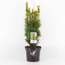 Taxusbaccatadavid40-50cmConifeerVenijnboomWarentuinNatuurlijk-Warentuinnatuurlijk