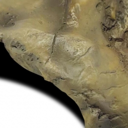 ReptoAquadistridecocavemReptoAquadistri-Aquadistri