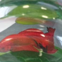 Sfbettabed3leavesSuperfish-Superfish