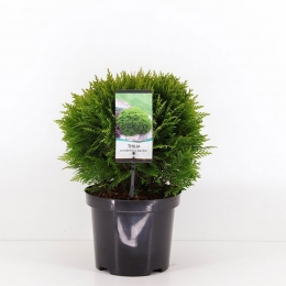 Thujaoccidentalisdanica25-30cmConifeerWesterselevensboomWarentuinNatuurlijk-Warentuinnatuurlijk