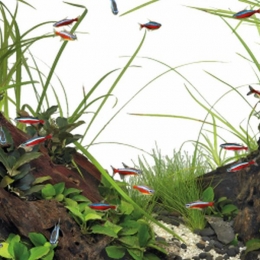 Superfishquadro40multicolourwitSuperfish-Superfish