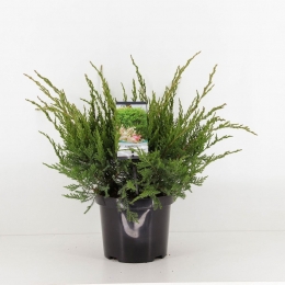 Juniperuspfitzerianamintjulep45cmConifeerJeneverbesWarentuinNatuurlijk-Warentuinnatuurlijk