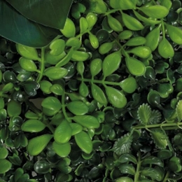 ReptoAquadistriplantachterwandmat25x25cm2ReptoAquadistri-Aquadistri