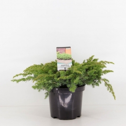 Juniperusconfertaschlager30cmConifeerKustjeneverbesWarentuinNatuurlijk-Warentuinnatuurlijk