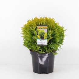 Thujaoccidentalismirjam20-25cmConifeerWesterselevensboomWarentuinNatuurlijk-Warentuinnatuurlijk