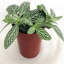 FittoriaWitViridikamerplantWarentuinNatuurlijk-Warentuinnatuurlijk