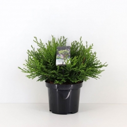 Chamaecyparisobtusapygmaea30cmConifeerJapansedwergcipresWarentuinNatuurlijk-Warentuinnatuurlijk