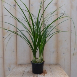 MiniOlifantspootBeaucarneaKamerplantViridiWarentuinNatuurlijk-Warentuinnatuurlijk