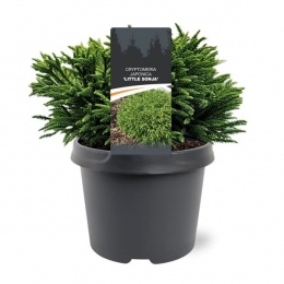 CryptomeriajapLittleSonja20-25cmConifeerSikkelcipresWarentuinNatuurlijk-Warentuinnatuurlijk