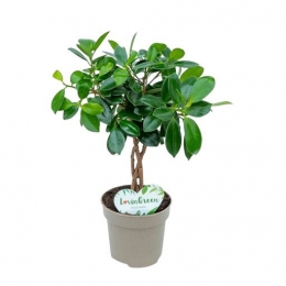 FicusMicrocarpaMayaTwistedStemPotmaat12H40-45kamerplantBeautanicLifestyle-Beautaniclifestyle