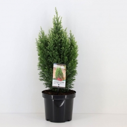 Chamaecyparislawsnowwhite55cmConifeerSchijncipresWarentuinNatuurlijk-Warentuinnatuurlijk