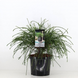 Thujaplicatawhipcord30-40cmConifeerReuzenlevensboomWarentuinNatuurlijk-Warentuinnatuurlijk