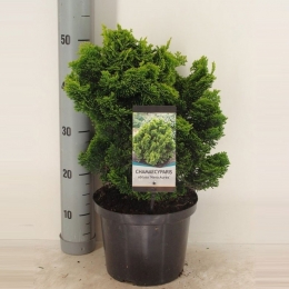 Chamaecyparisobtnanaaurea50cmConifeerJapansedwergcipresWarentuinNatuurlijk-Warentuinnatuurlijk