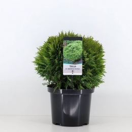 Thujaoccidentalisdanica30-40cmConifeerWesterselevensboomWarentuinNatuurlijk-Warentuinnatuurlijk