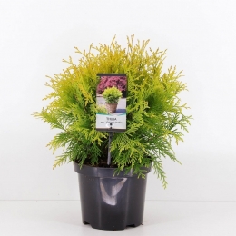 Thujaoccidentalisgoldenglobe25-30cmConifeerWesterselevensboomWarentuinNatuurlijk-Warentuinnatuurlijk