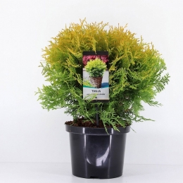 Thujaoccidentalisgoldenglobe30-40cmConifeerWesterselevensboomWarentuinNatuurlijk-Warentuinnatuurlijk