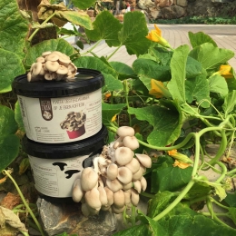 RotterZwamgrowkit-zelfoesterzwammenkweken-Warentuinoverzee