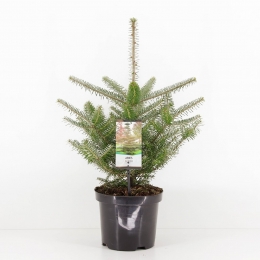 Abieskoreana55cm-Warentuinnatuurlijk