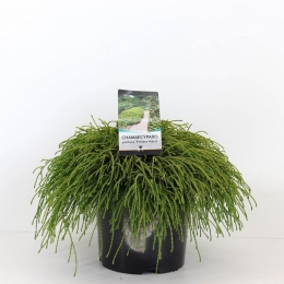 Chamaecyparispisfiliferanana45cm-Warentuinnatuurlijk