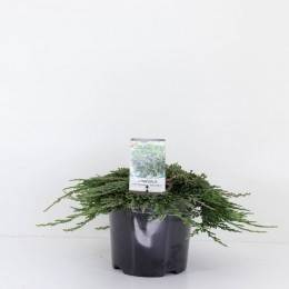 Juniperushorpancake30cm-Warentuinnatuurlijk