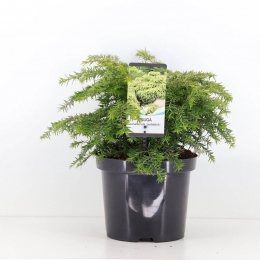 Tsugacanadensisjeddeloh25-30cmConifeerOostelijkehemlocksparWarentuinNatuurlijk-Warentuinnatuurlijk