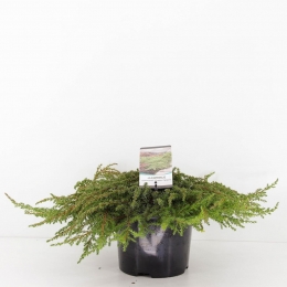 Juniperuscommunisgreencarpet30cmConifeerJeneverbesWarentuinNatuurlijk-Warentuinnatuurlijk