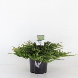 Juniperushorprinceofwales30cmConifeerJeneverbesWarentuinNatuurlijk-Warentuinnatuurlijk