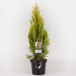 PlatycladusorientpyramidalisaureaConifeerOosterselevensboomWarentuinNatuurlijk-Warentuinnatuurlijk