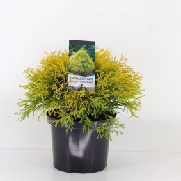 Chamaecyparispisfiliferaaurea45cmConifeerSchijncipresWarentuinNatuurlijk-Warentuinnatuurlijk