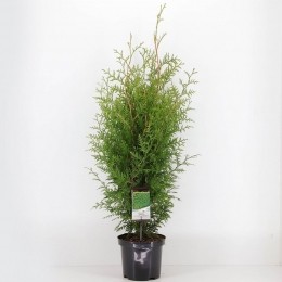 Thujaoccidentalisbrabant60-80cm-Warentuinnatuurlijk