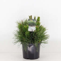 PinusmugopumilioConifeerWesterselevensboomWarentuinNatuurlijk-Warentuinnatuurlijk