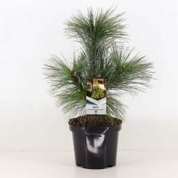 PinusschweriniiwiethorstConifeerDwergdenWarentuinNatuurlijk-Warentuinnatuurlijk