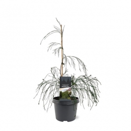 ChamaecyparislawDroopingSolo40-50cmConifeerCalifornischecipresWarentuinNatuurlijk-Warentuinnatuurlijk