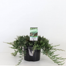 Juniperushorwiltonii30cmConifeerJeneverbesWarentuinNatuurlijk-Warentuinnatuurlijk